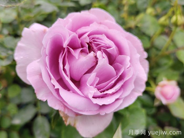 推薦5種藍色網紅月季，花量大花期長(圖1)
