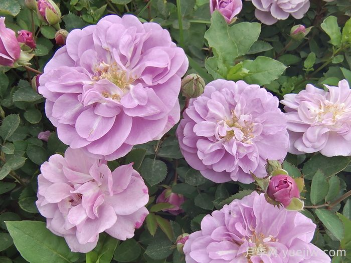 推薦5種藍色網紅月季，花量大花期長(圖2)