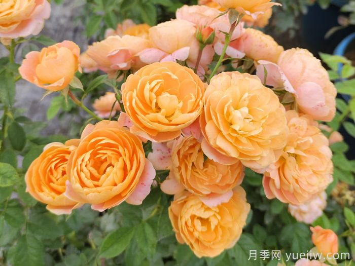 月季多久開(kāi)一次花？推薦8個(gè)長(zhǎng)期賞花的品種(圖1)