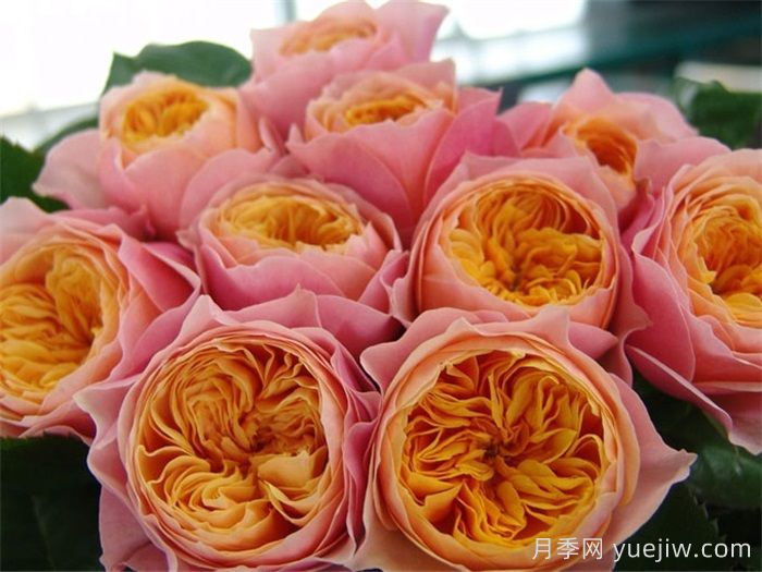 月季多久開(kāi)一次花？推薦8個(gè)長(zhǎng)期賞花的品種(圖4)