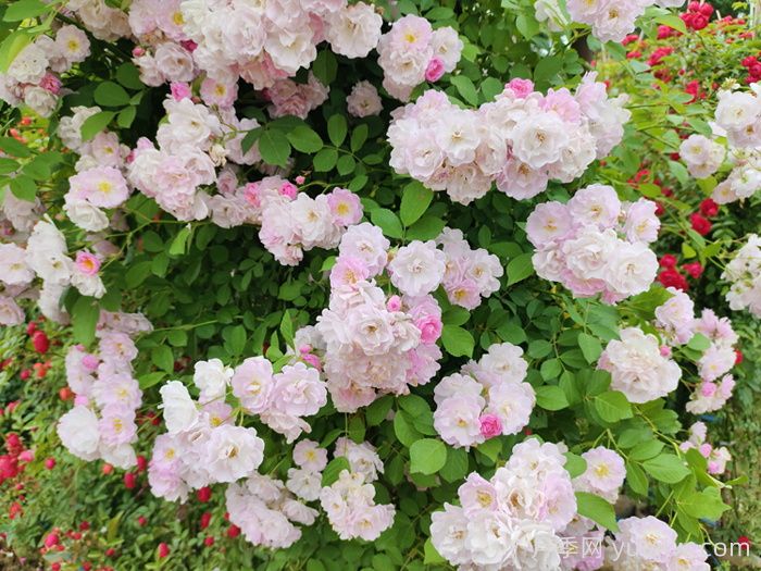 玫瑰、月季、薔薇怎么區(qū)分？你認識真正的月季花嗎？(圖1)