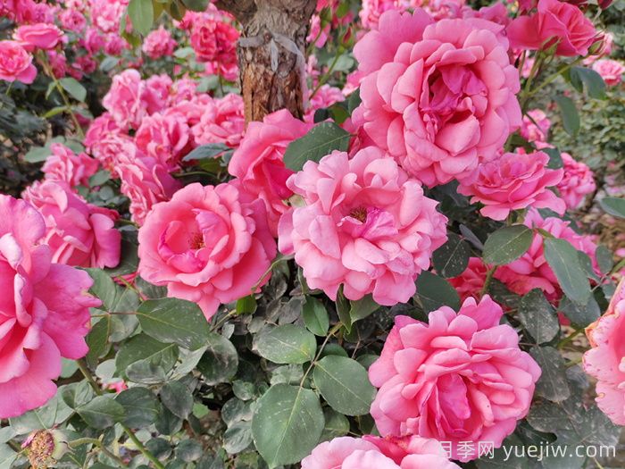 玫瑰、月季、薔薇怎么區(qū)分？你認識真正的月季花嗎？(圖2)