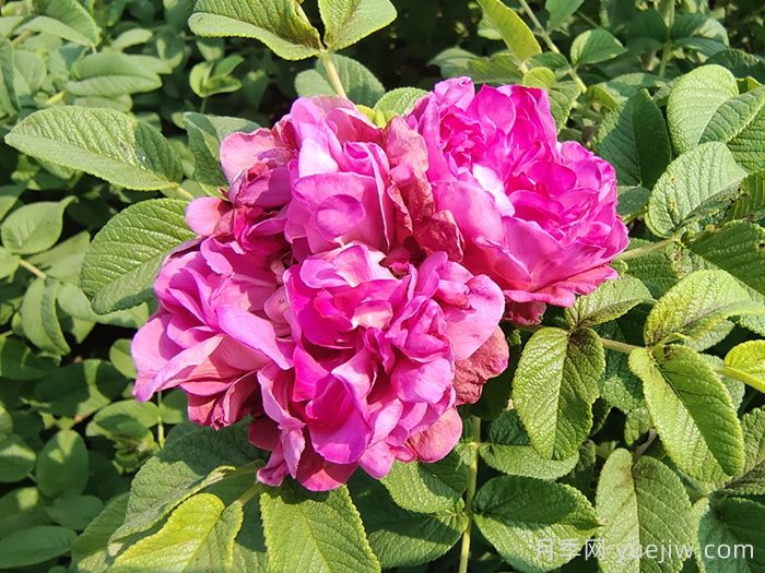 玫瑰、月季、薔薇怎么區(qū)分？你認識真正的月季花嗎？(圖3)