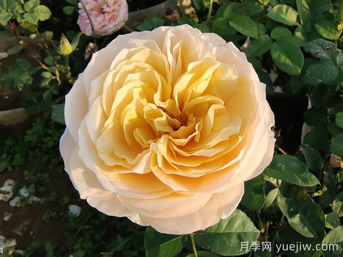 朱麗葉月季的花朵表現(xiàn)怎么樣？(圖1)
