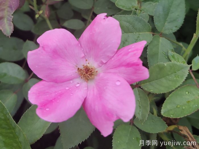 重瓣月季和單瓣月季哪個好？(圖1)