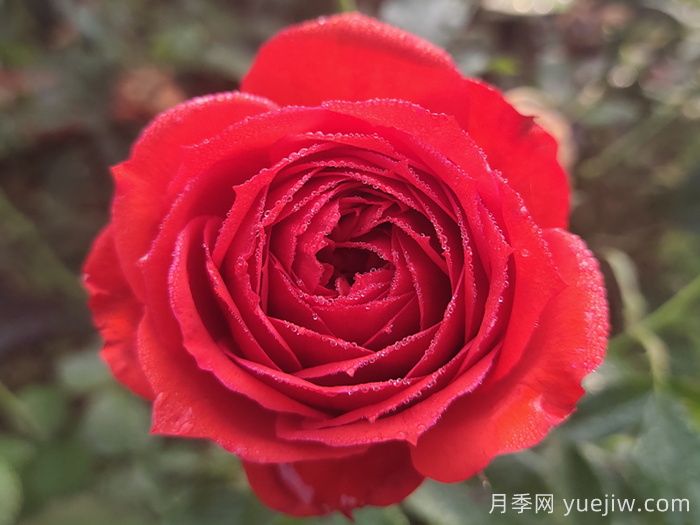 紅蘋果月季與紅色果汁月季有什么區(qū)別？(圖1)
