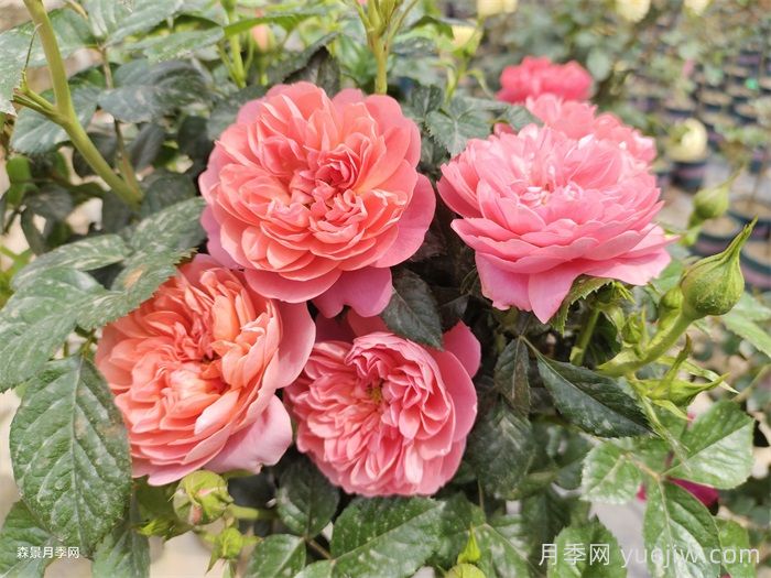 紅蘋果月季與紅色果汁月季有什么區(qū)別？(圖2)