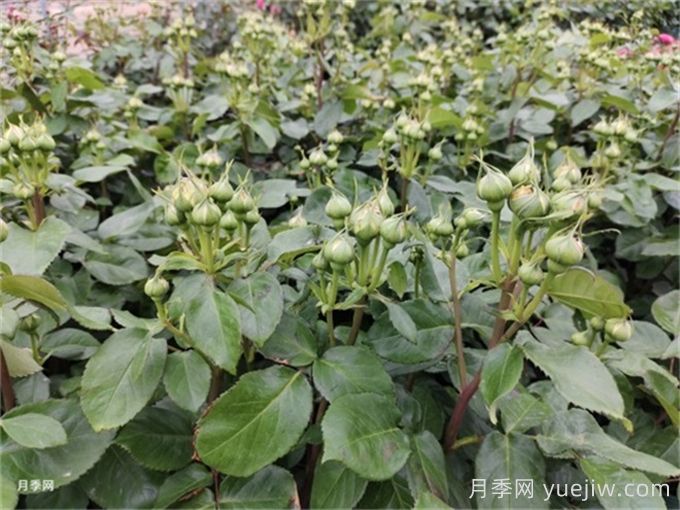 月季到了5月份還不開(kāi)花是什么原因？(圖1)