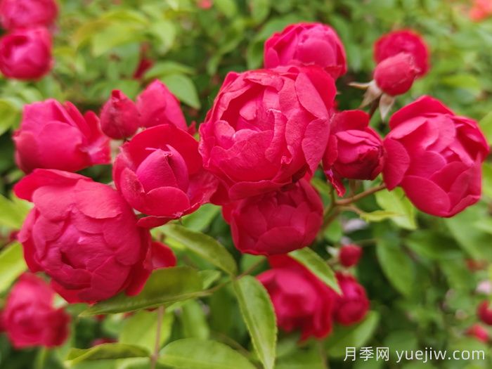 東北能種月季花嗎？(圖1)