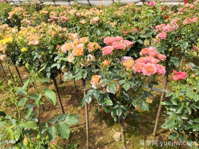 多色棒棒糖，讓一株月季開(kāi)出多色花(圖1)