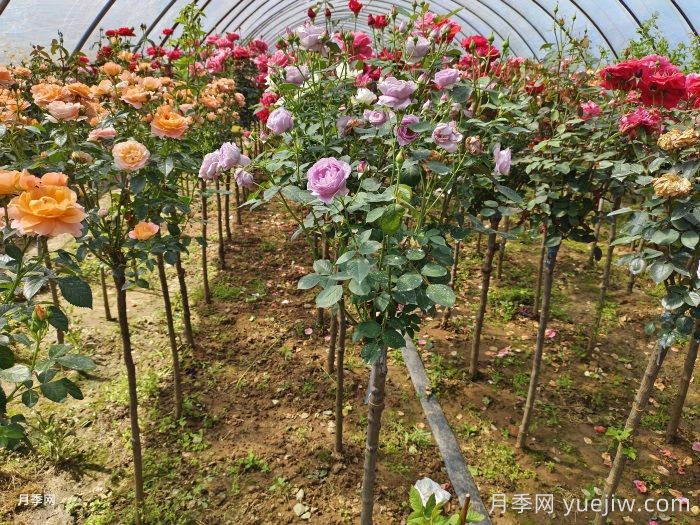 多色棒棒糖，讓一株月季開(kāi)出多色花(圖2)