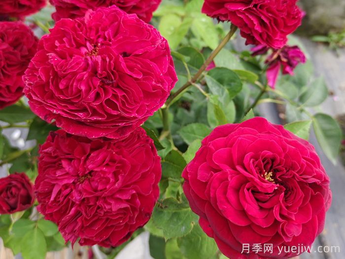 黑魚子醬月季和黑伍德月季哪個(gè)好？(圖2)