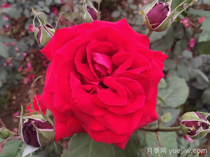 不同顏色的月季花語(yǔ)與寓意(圖1)