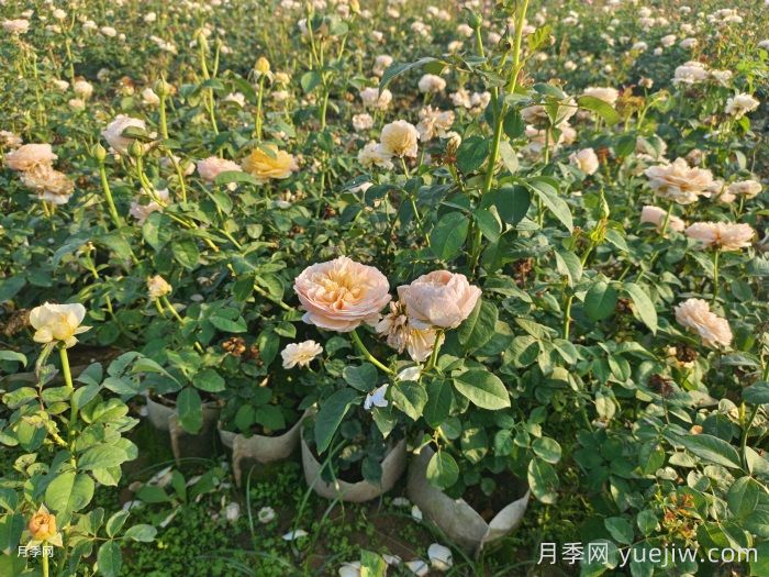 剛買(mǎi)來(lái)的月季葉黃脫落怎么辦？(圖1)