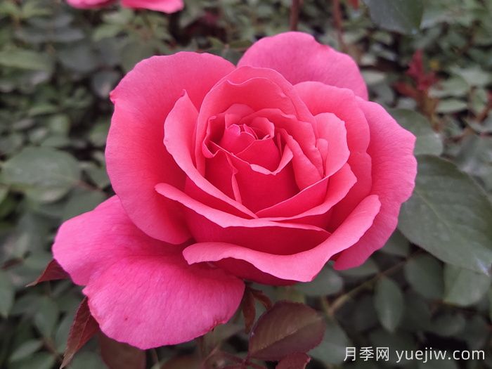 花朵直徑在15-20厘米的大花月季品種有哪些？(圖1)