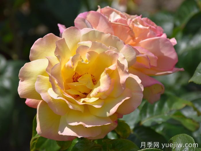 花朵直徑在15-20厘米的大花月季品種有哪些？(圖2)