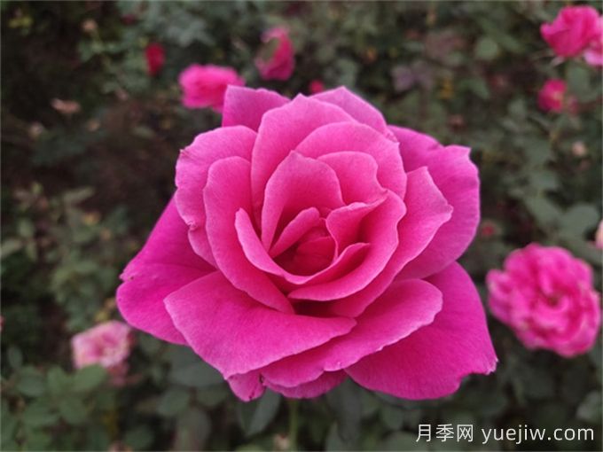 花朵直徑在15-20厘米的大花月季品種有哪些？(圖3)