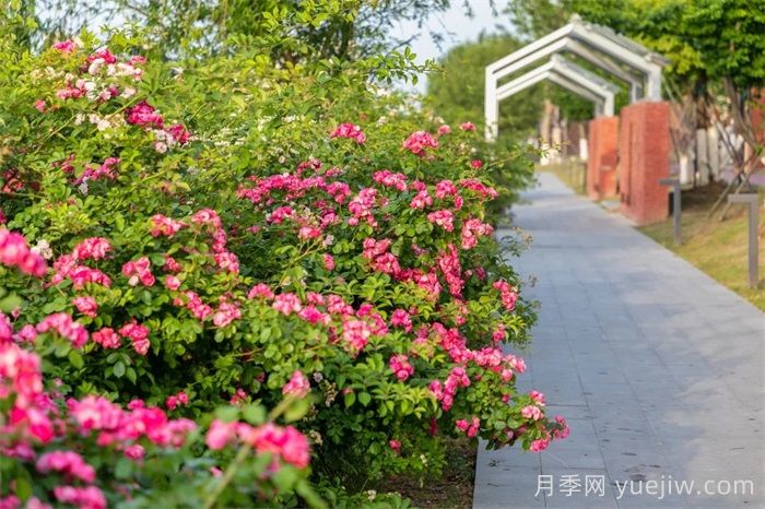 東臺(tái)月季：安吉拉開爆，東臺(tái)人走花路上班(圖2)