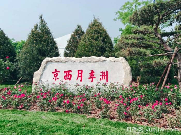 第九屆國際月季大會，北京京西月季洲開啟頂流(圖1)