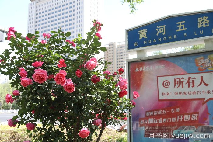 濱州月季：市花月季綻放，繁花似錦惹人醉！(圖2)