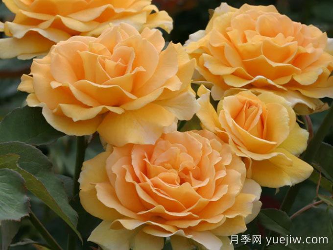 月季介紹之蜂蜜香水(圖1)