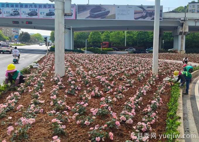 郴州月季：郴州增植月季，月季綻放驚艷花海(圖1)