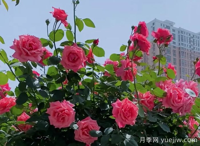 西安月季：一路絢爛，素質(zhì)月季花開滿西安(圖2)
