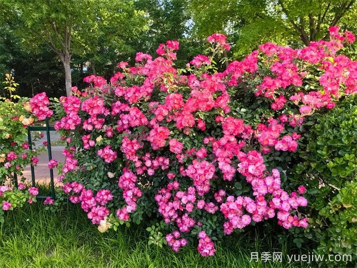 濰坊月季：月季在哪里？主干道萬株月季盛開(圖1)