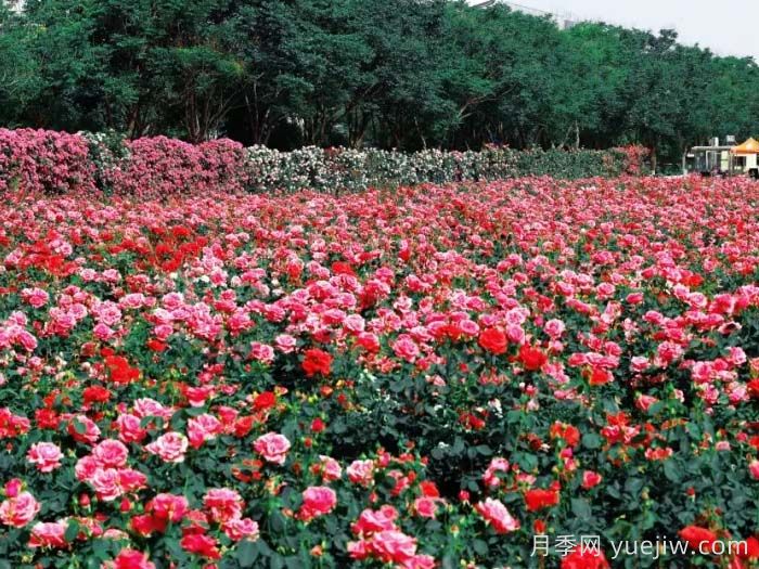 西安月季:西咸新區(qū)300萬(wàn)株月季花?;鸪鋈?圖2) 西安月季:西咸新區(qū)300萬(wàn)株月季花?;鸪鋈?圖2)