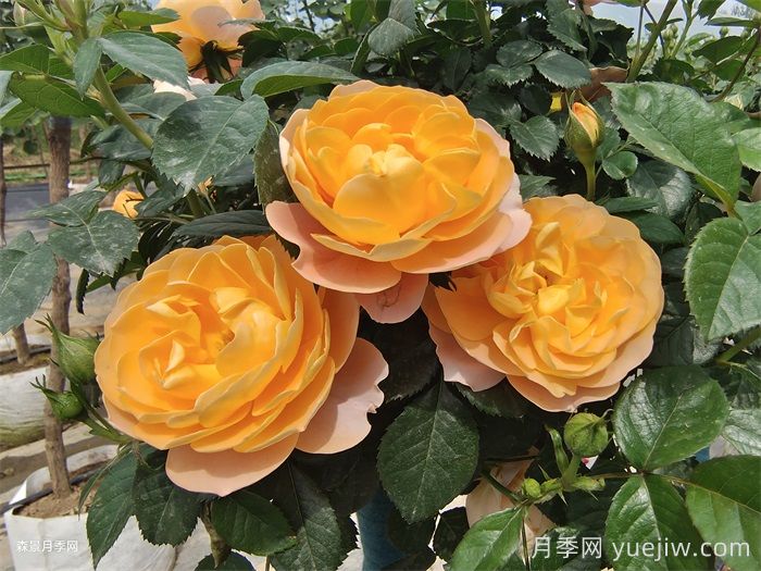 三款微型月季，陽(yáng)臺(tái)養(yǎng)月季必選(圖1)