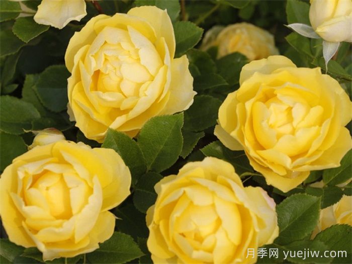 三款微型月季，陽(yáng)臺(tái)養(yǎng)月季必選(圖2)
