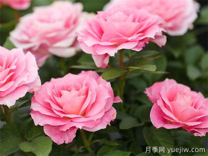 三款微型月季，陽(yáng)臺(tái)養(yǎng)月季必選(圖3)