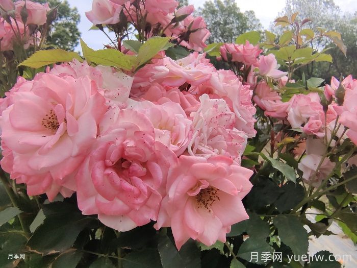 月季花后需要修剪嗎？不剪可以嗎？(圖1)