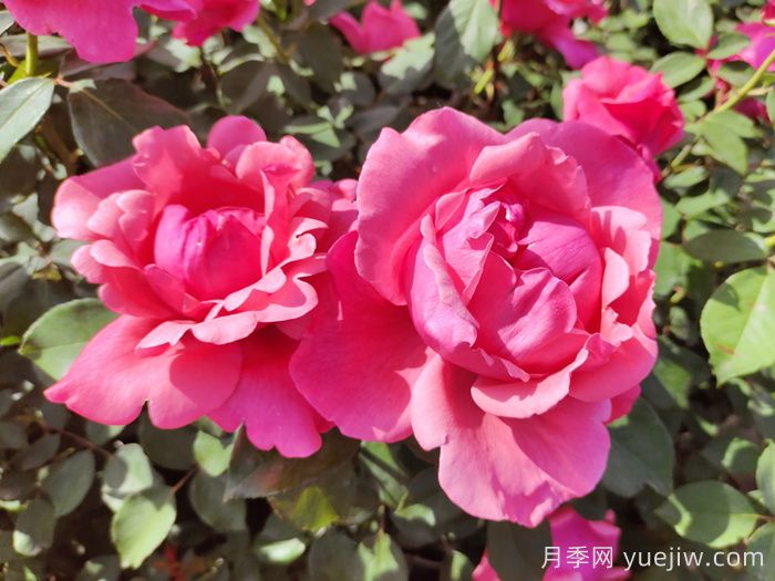 南陽月季國家林木種質(zhì)資源庫收集保存4265個(gè)品種(圖1)