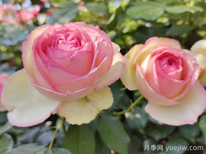 花中皇后的秘密，你不知道的月季知識(圖1)