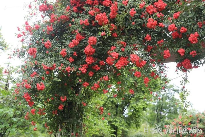 薔薇已開(kāi)滿墻！這波被成都成華美到了(圖1)