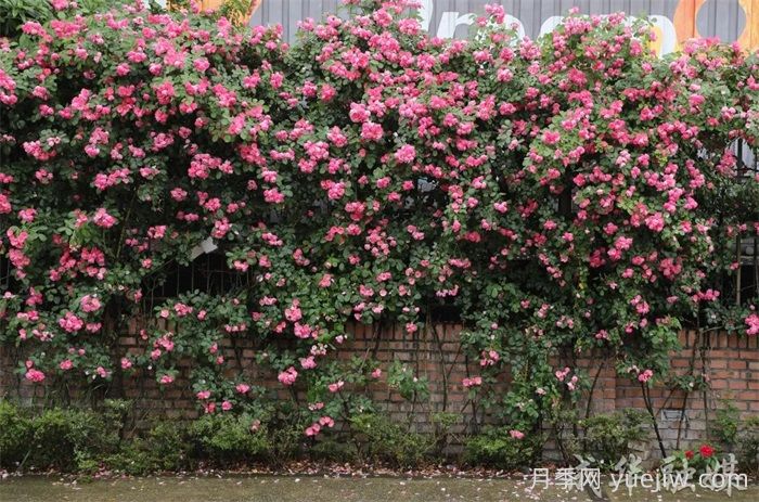 薔薇已開(kāi)滿墻！這波被成都成華美到了(圖2)