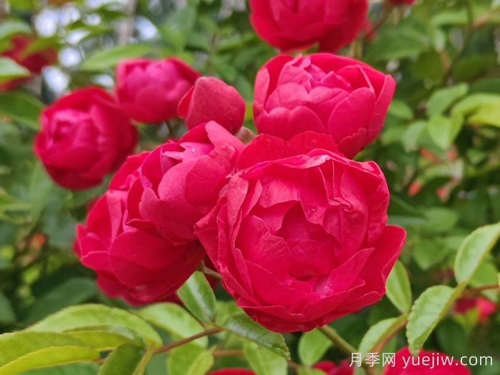 紅科斯特變成紅木香月季，新名字成就一種花(圖1)