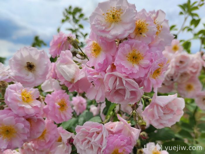 宿遷宿豫：滿強(qiáng)薔薇花簇簇，浪漫的打卡花海(圖1)