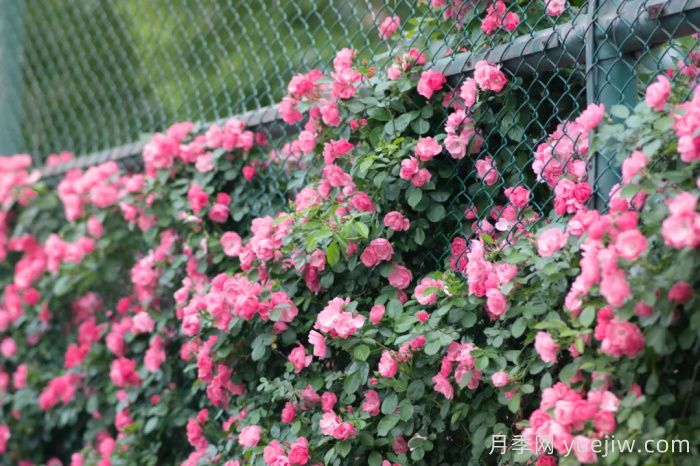浙師大薔薇花開成瀑，安吉拉美翻了校園(圖1)