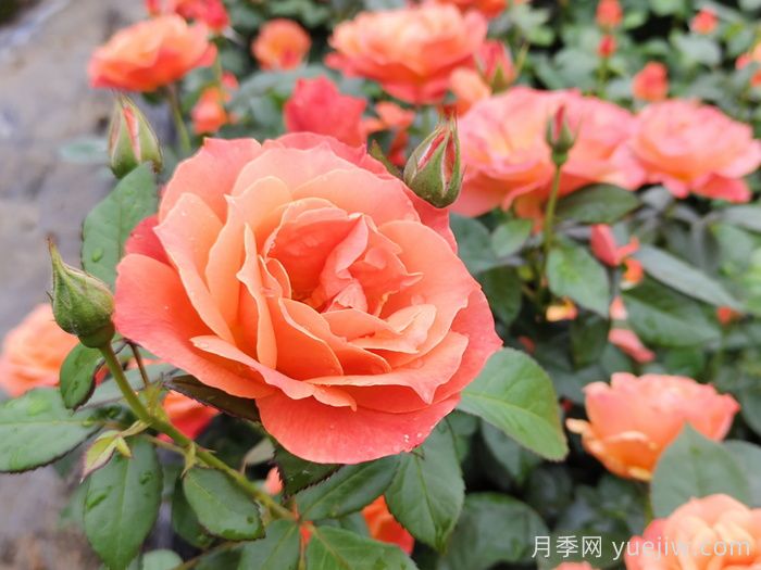 月季花什么時(shí)間開，花期多久？(圖1)