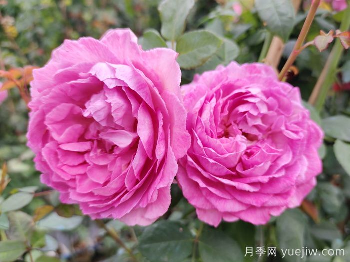 羅衣月季的優(yōu)缺點(diǎn)是什么？(圖1)