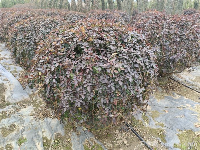 月季花耐寒***低多少度？(圖1)