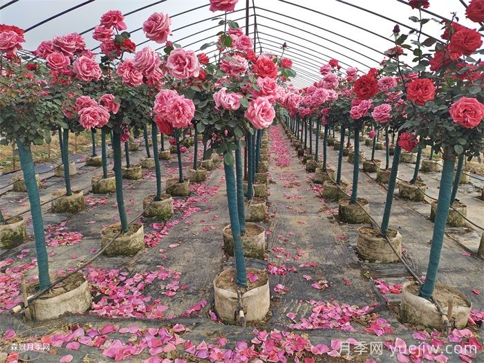 夏季月季養(yǎng)護全攻略：避開雷區(qū)，輕松爆花(圖1)