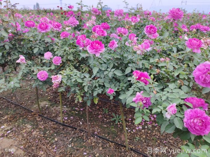 月季夏天怎么養(yǎng)？夏季月季的養(yǎng)殖注意事項(xiàng)(圖1)