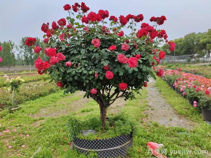 樹(shù)樁月季夏天澆水時(shí)間的選擇(圖1)