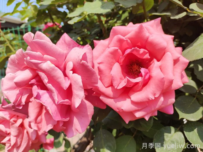超大花朵20公分的月季有哪些？(圖1)