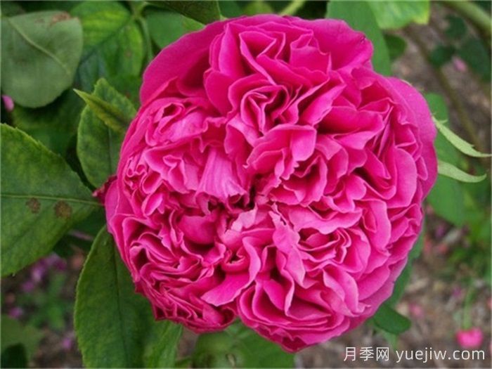 超大花朵20公分的月季有哪些？(圖3)