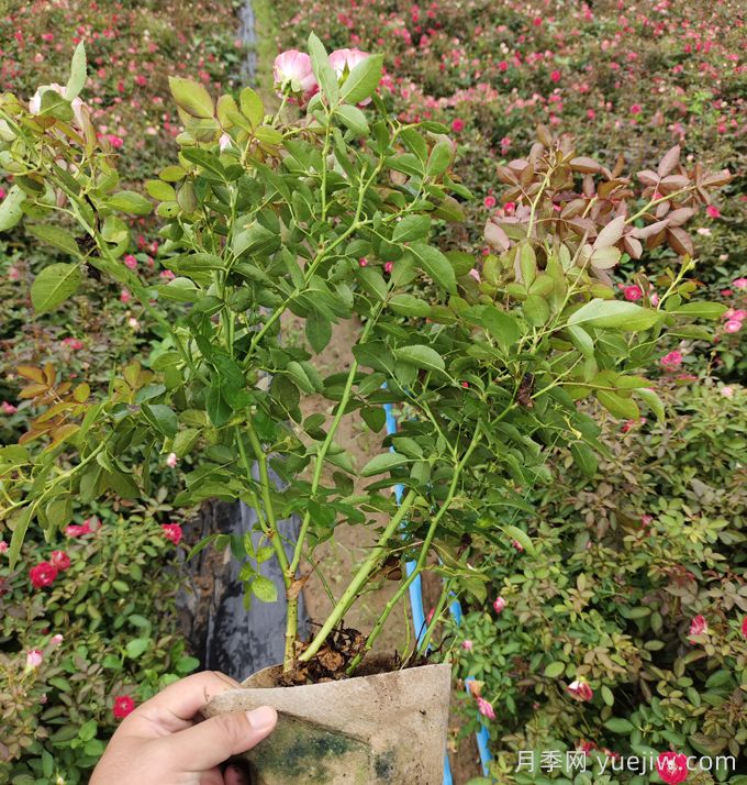 豐花月季大缽苗一平方需要多少棵？(圖2)