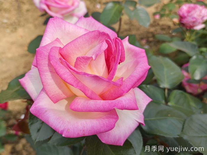 月季和玫瑰是一種花嗎？(圖1)